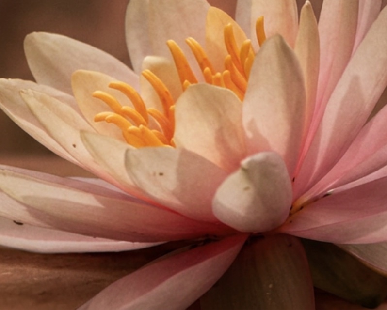 Fleur de lotus